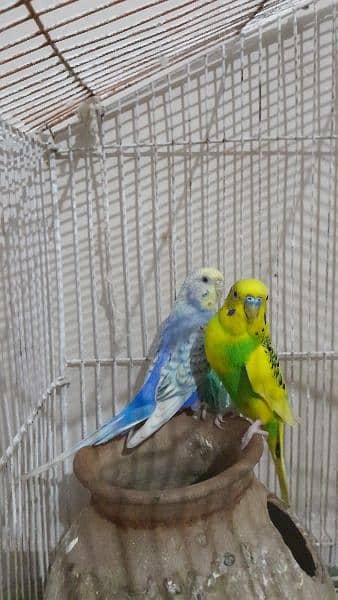 Australian Parrots Adult Pair With Cage 4