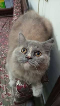 Persian Cat Grey Colour