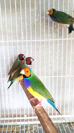 Common Gouldian Ready to breed pairs