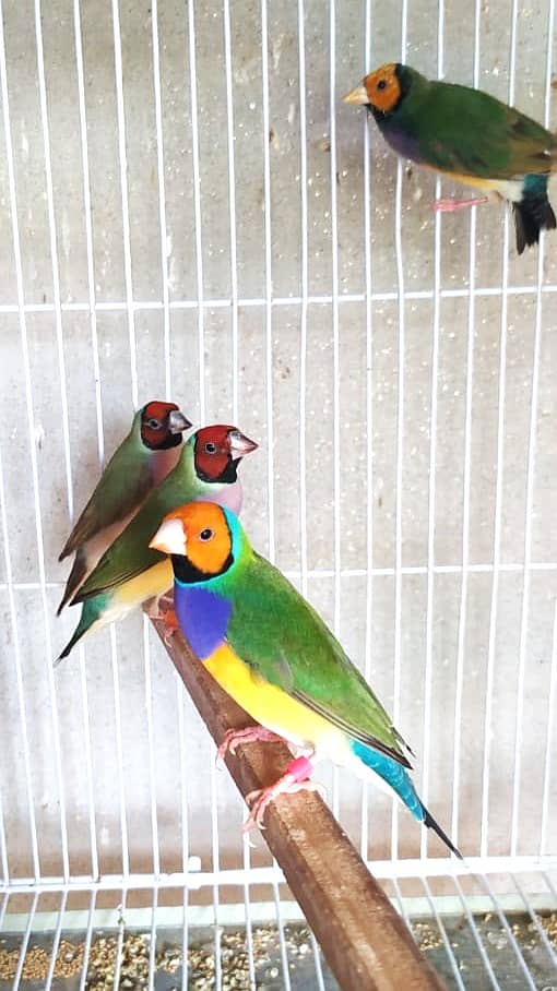 Common Gouldian Ready to breed pairs 0