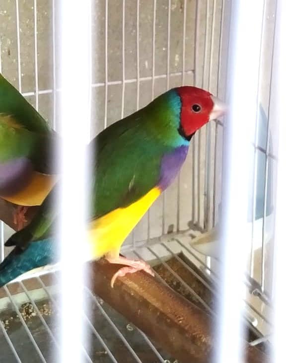 Common Gouldian Ready to breed pairs 1