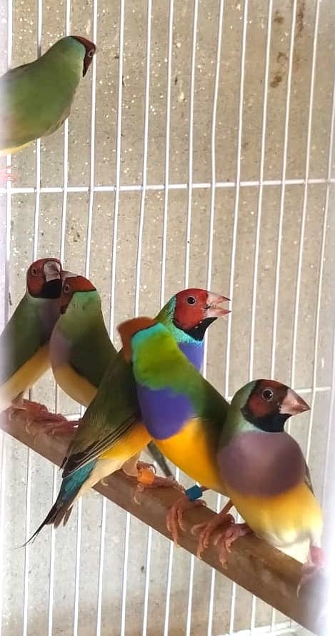 Common Gouldian Ready to breed pairs 2