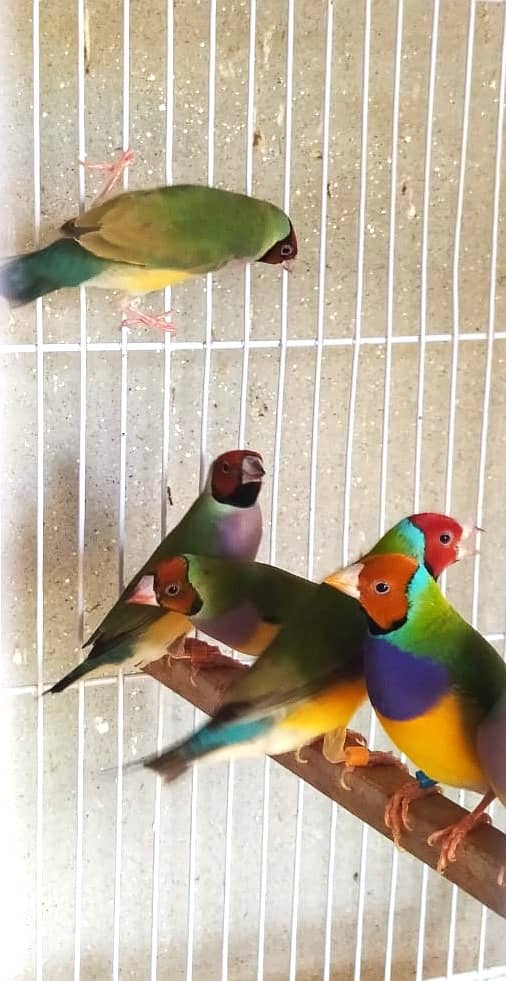 Common Gouldian Ready to breed pairs 3