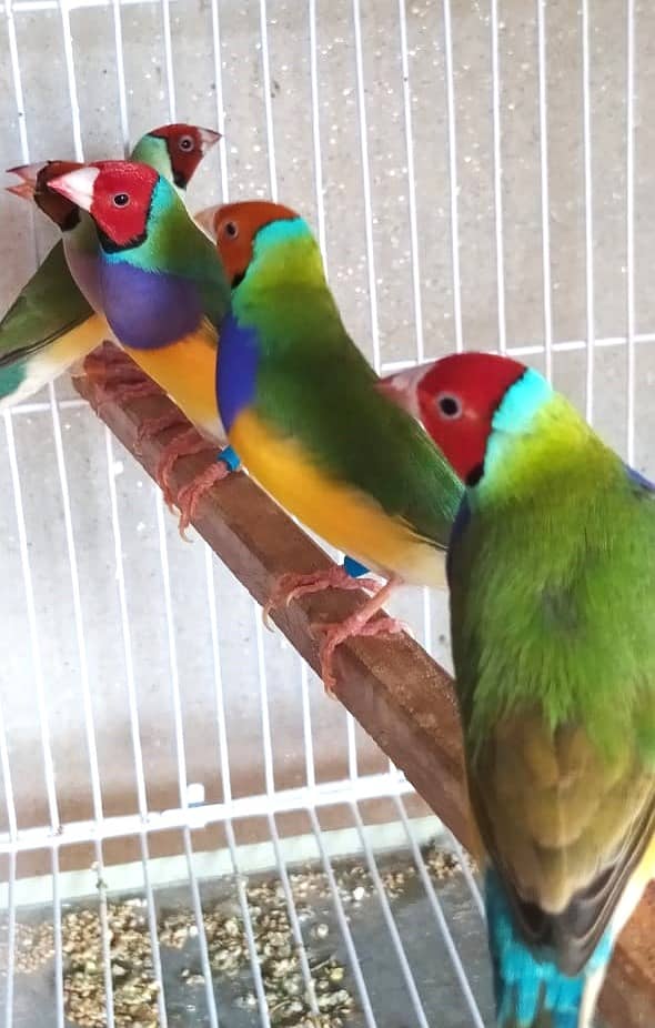 Common Gouldian Ready to breed pairs 4