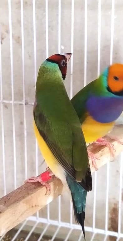 Common Gouldian Ready to breed pairs 5