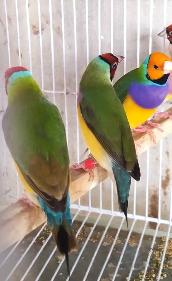 Common Gouldian Ready to breed pairs 6