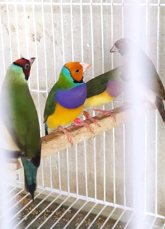 Common Gouldian Ready to breed pairs 7