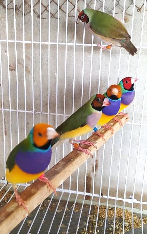 Common Gouldian Ready to breed pairs 8