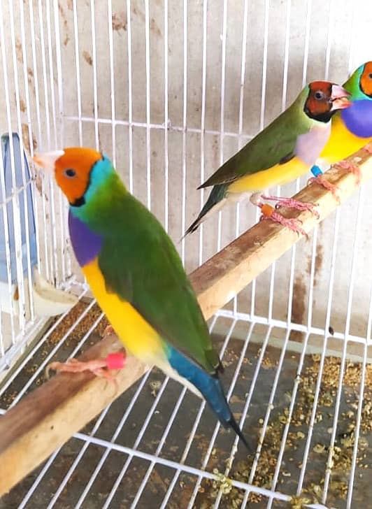 Common Gouldian Ready to breed pairs 9