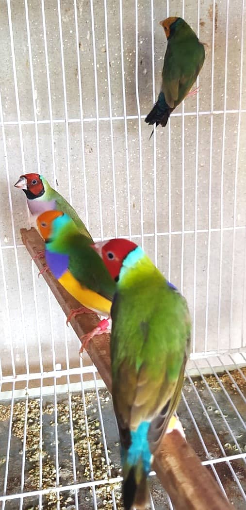 Common Gouldian Ready to breed pairs 10