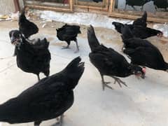 AUSTRALORP