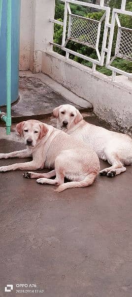 Labrador female 1