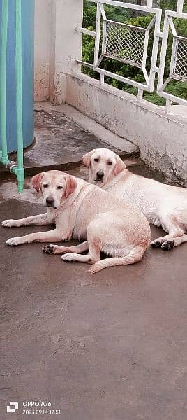 Labrador female 2