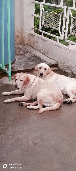 Labrador female 3