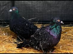 BLACK Frillback Pigeons Pair