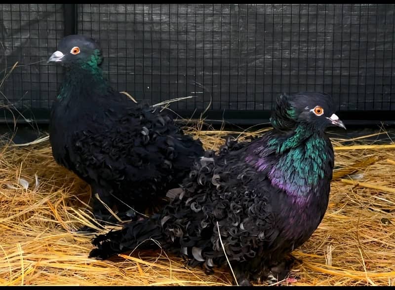 BLACK Frillback Pigeons Pair 0