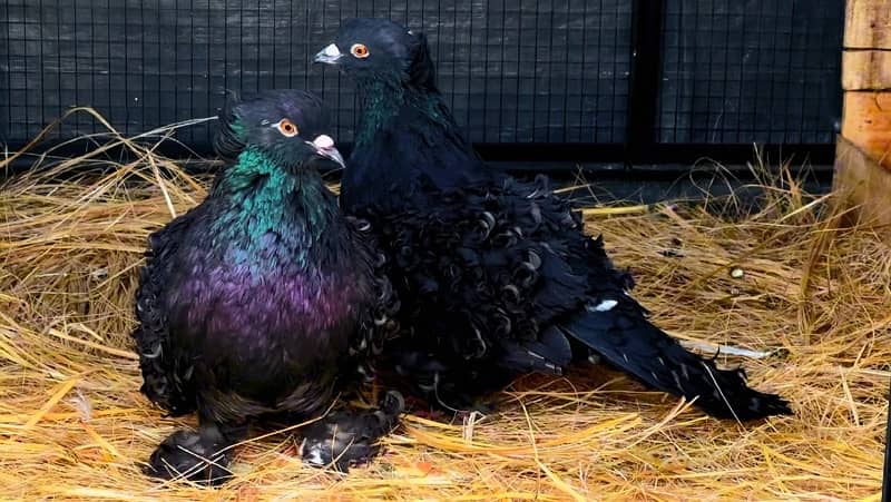 BLACK Frillback Pigeons Pair 1