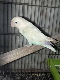 blue fisher breeder female