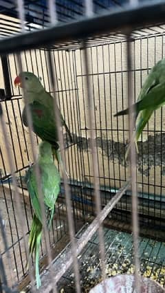 raw 2 parrot for sale