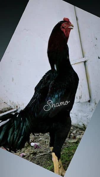 shamo pair avalible for sale outclass pair ha 3