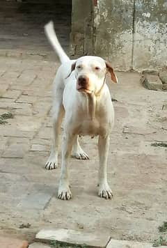 bully female for sale