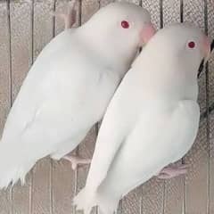 Albino red eyes breeder pairs