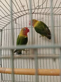 Lovebird fisher breader pair.