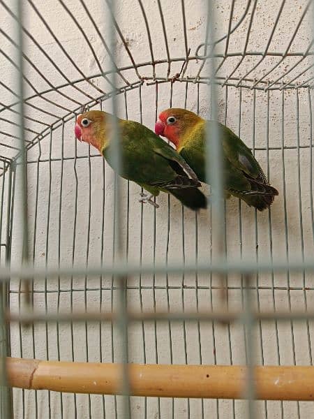 Lovebird fisher breader pair. 1