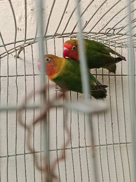 Lovebird fisher breader pair. 2