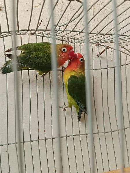 Lovebird fisher breader pair. 3