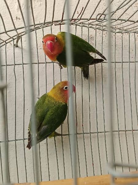 Lovebird fisher breader pair. 4