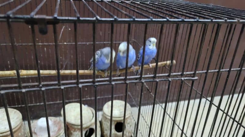 Pair of King Size Budgies with a kid of 1.5 years 0