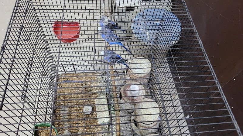 Pair of King Size Budgies with a kid of 1.5 years 2