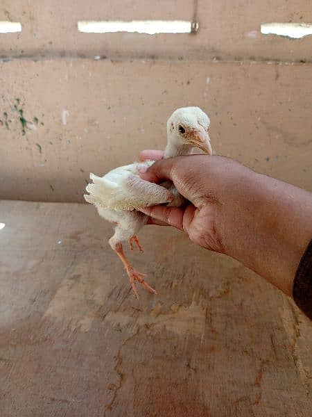 Paper white heera Aseel chicks two male available for sale 3