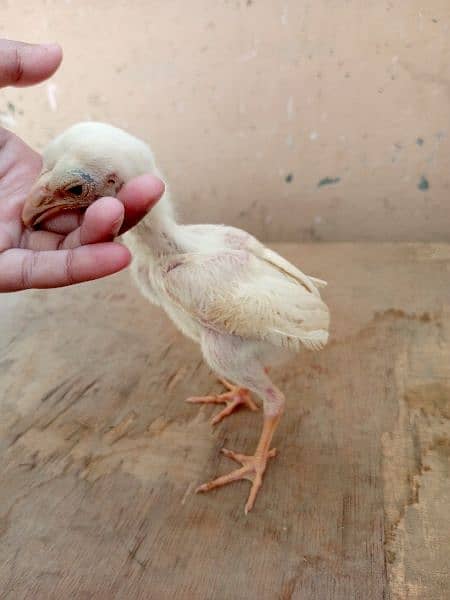 Paper white heera Aseel chicks two male available for sale 4