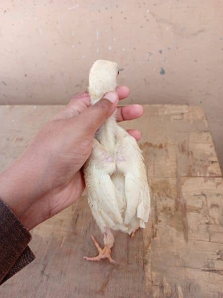 Paper white heera Aseel chicks two male available for sale 5