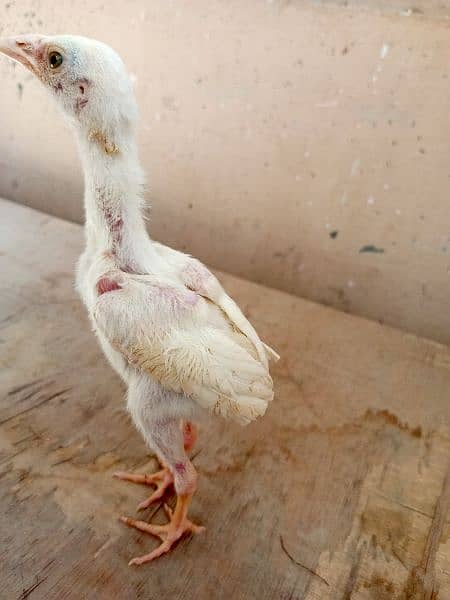 Paper white heera Aseel chicks two male available for sale 6