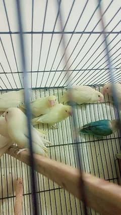 cage 8portion albino red eyes and red eyes split bleeder pair