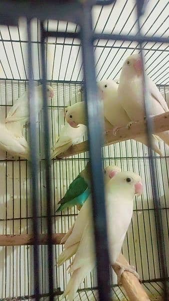 albino red eyes and red eyes split bleeder pair 4