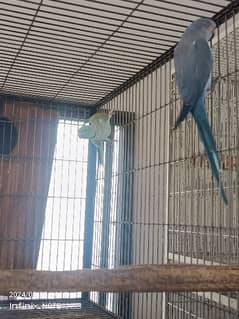 yellow ringneck and blue and violet ringneck, grey parrot, raw