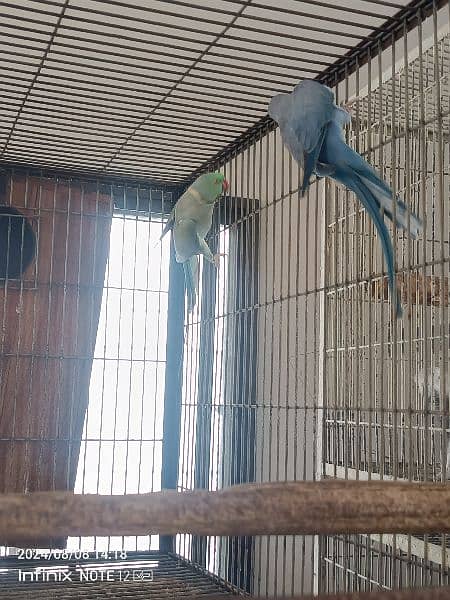 yellow ringneck and blue and violet ringneck, grey parrot, raw 1