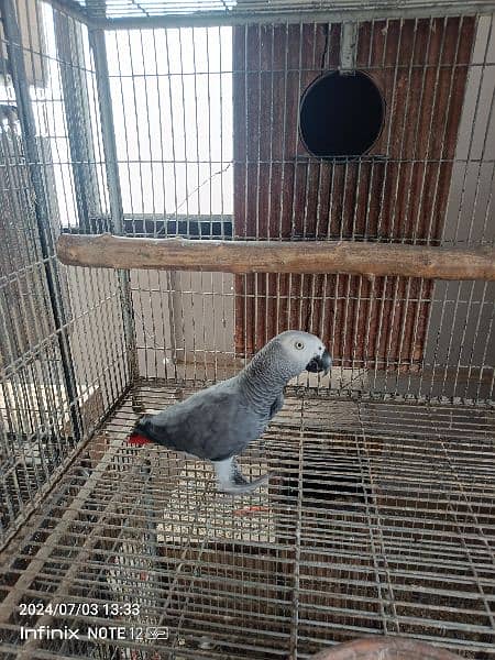 yellow ringneck and blue and violet ringneck, grey parrot, raw 4