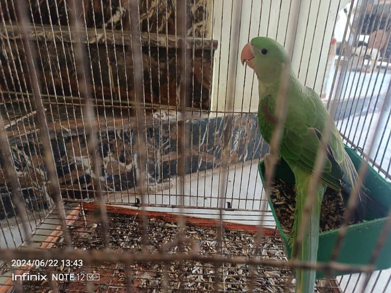 yellow ringneck and blue and violet ringneck, grey parrot, raw 5