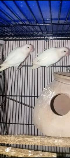 Albino blacks eyes/eno 2 pair available home breed 0