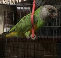 Senegal Parrot, Green Ringneck 0