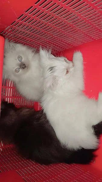 Persian kittens 1