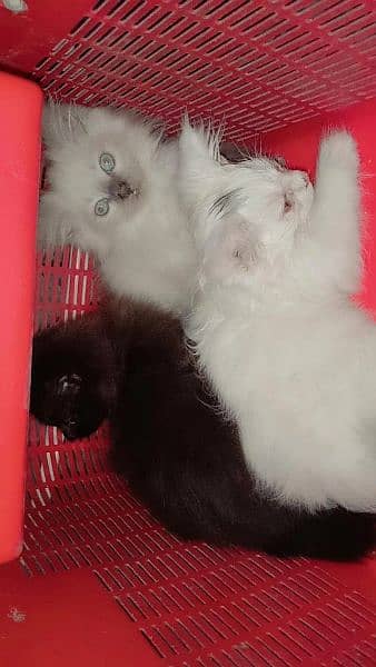 Persian kittens 4