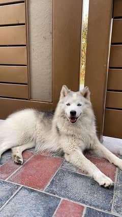 Siberian Husky Stud