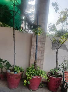 double shade Rabbah plants with XXL pot