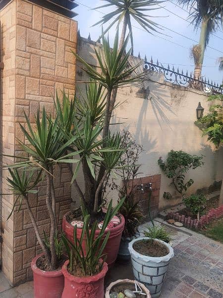 double shade Rabbah plants with XXL pot 1